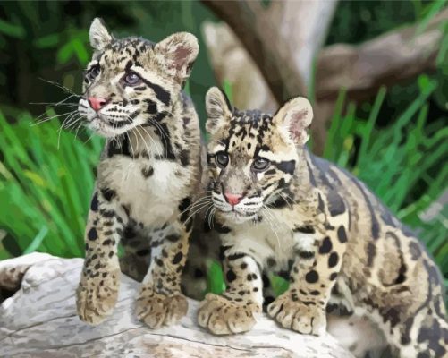 Baby Clouded Leopards Paint By Number