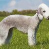 Bedlington Terrier Poster Paint By Number