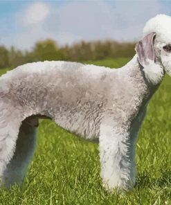 Bedlington Terrier Poster Paint By Number