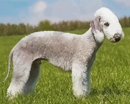 Bedlington Terrier Poster Paint By Number