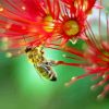 Bee On Pohutukawa Flower Paint By Number