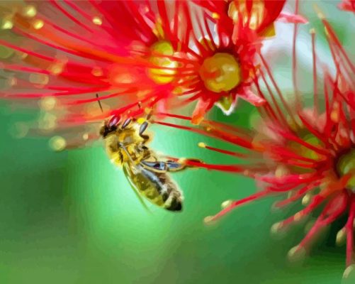 Bee On Pohutukawa Flower Paint By Number