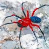Black And Red Spider Paint By Number