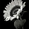 Black And White Sunflower Paint By Number
