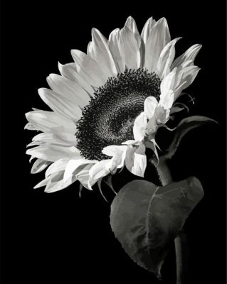 Black And White Sunflower Paint By Number