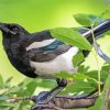 Black Billed Magpie Paint By Number