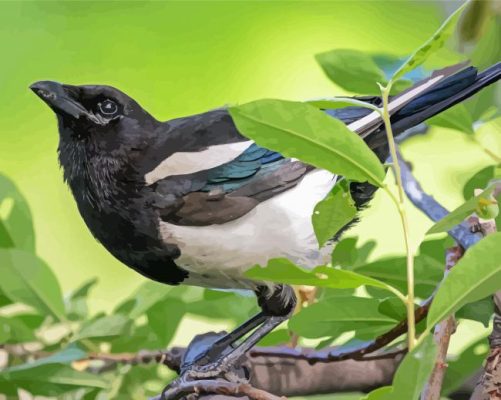 Black Billed Magpie Paint By Number