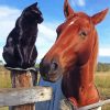 Black Cat Horse Paint By Number