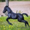 Black Horse Child Paint By Number