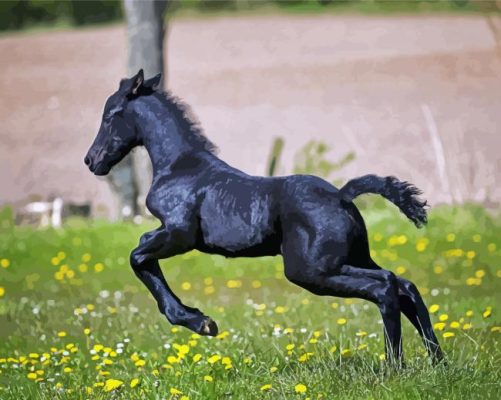 Black Horse Child Paint By Number