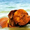 Brown Dog Swimming Paint By Number