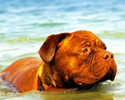 Brown Dog Swimming Paint By Number