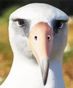 Close Up Albatross Paint By Number