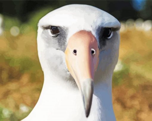 Close Up Albatross Paint By Number
