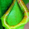 Close Up Green Pitcher Plant Paint By Number