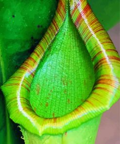 Close Up Green Pitcher Plant Paint By Number