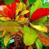 Croton Colorful Plant Paint By Number