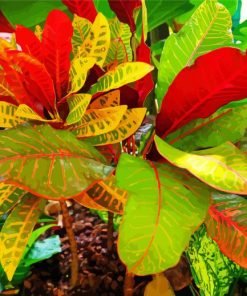 Croton Colorful Plant Paint By Number