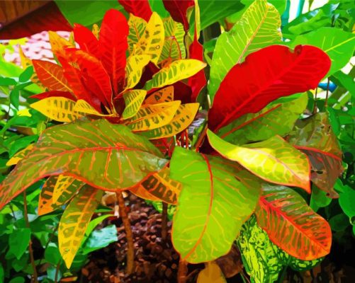 Croton Colorful Plant Paint By Number