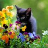 Cute Black Cat And Flowers Paint By Number