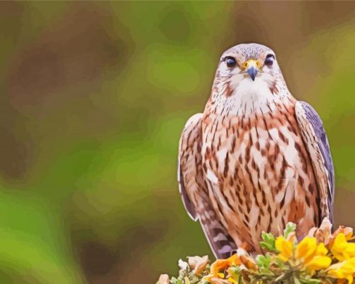 Cute Merlin Bird Paint By Number