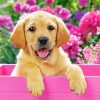 Cute Puppy In Pink Flowers Paint By Number