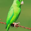 Green Parrotlet Paint By Number