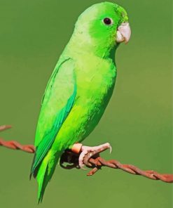 Green Parrotlet Paint By Number