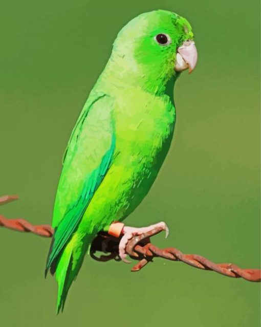 Green Parrotlet Paint By Number