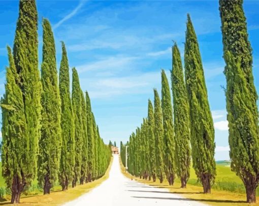 Italian Cypress Trees Paint By Number