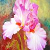 Pink Iris Flower Paint By Number