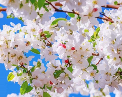 White Trees Blooming Paint By Number