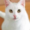 White Cat Animal Paint By Number