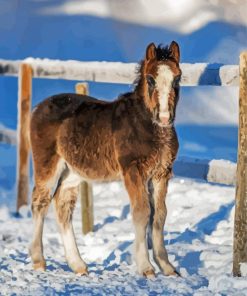 Winter Horse Foal Paint By Number