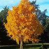 Yellow Ginkgo Biloba Tree Paint By Number
