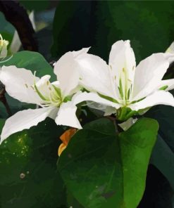Bauhinia Variegata White Flowers Paint By Number