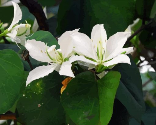 Bauhinia Variegata White Flowers Paint By Number