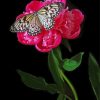 Butterfly On Peony Paint By Number