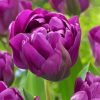 Purple Peony Tulips Paint By Number