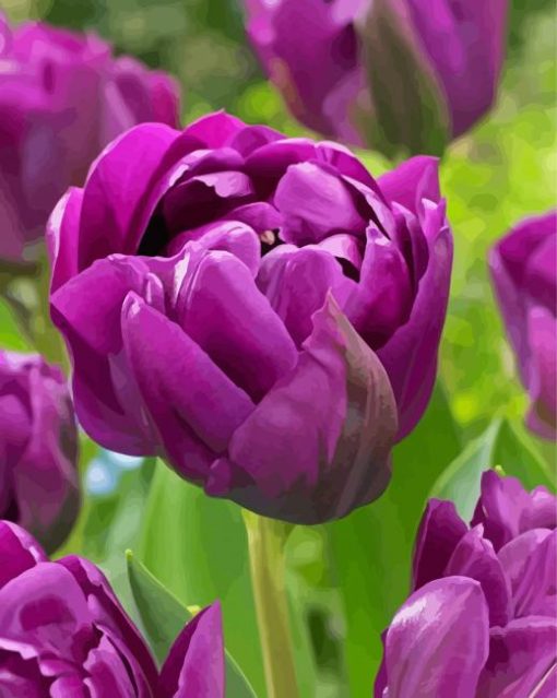 Purple Peony Tulips Paint By Number