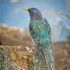 Starling Bird Back Paint By Number
