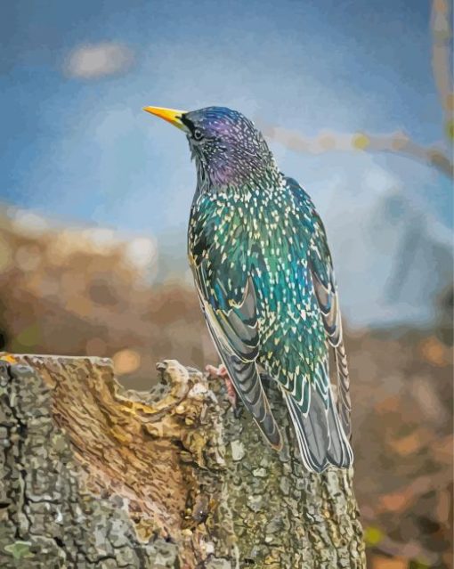 Starling Bird Back Paint By Number