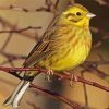 Yellowhammer Bird Paint By Number