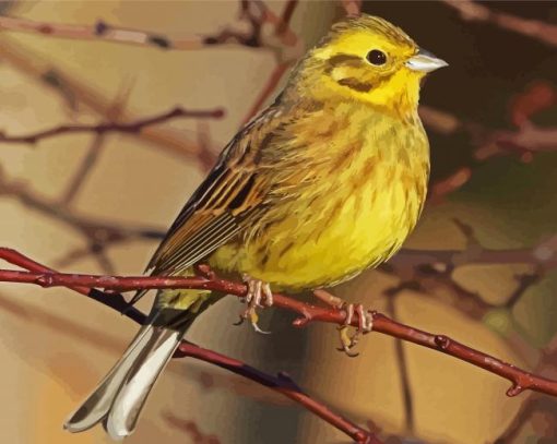 Yellowhammer Bird Paint By Number