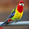 Aesthetic Australian King Parrot Paint By Number