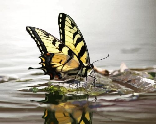 Aesthetic Butterfly On Water Paint By Number