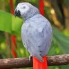 Aesthetic Grey Parrot Paint By Number