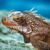 Aesthetic Marine Iguana Animal Paint By Number
