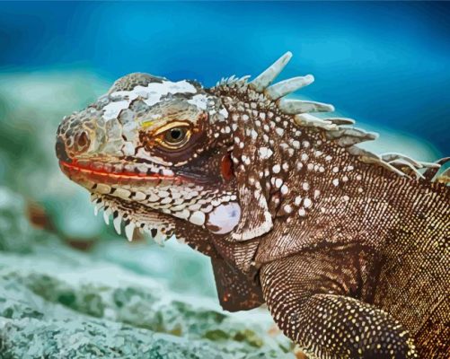 Aesthetic Marine Iguana Animal Paint By Number