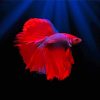 Aesthetic Red Betta Fish Paint By Number